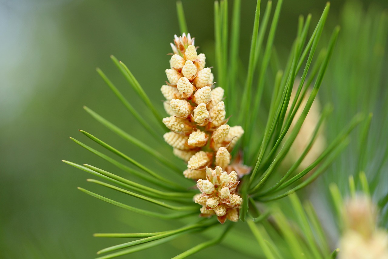 Mugurii de pin – versatili și cu multiple beneficii pentru organism