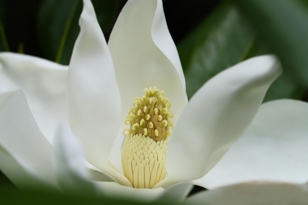 Magnolia veșnic verde – eleganță și prospețime în grădina ta tot timpul anului
