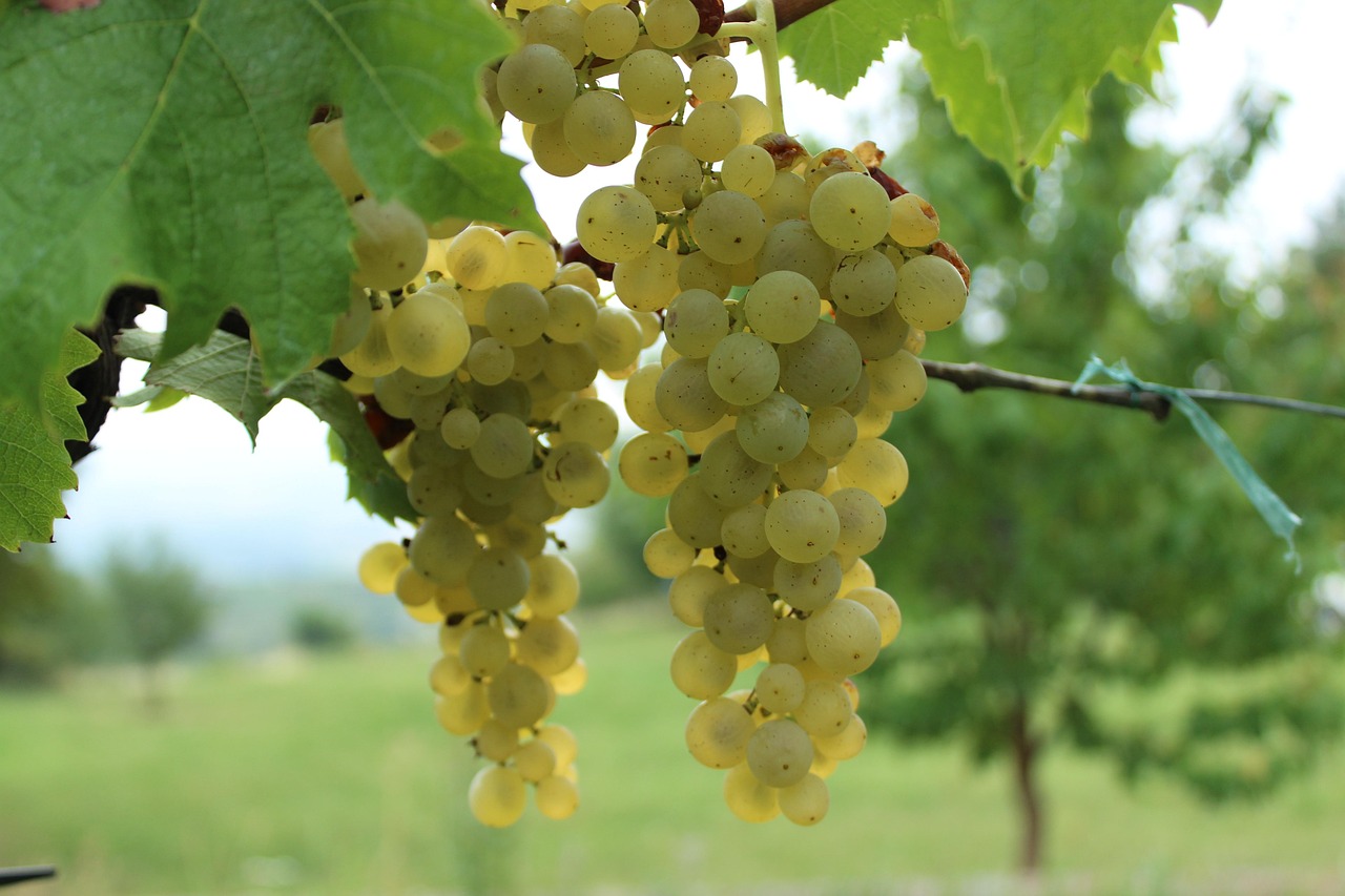 Ce este Creață (Riesling de Banat)