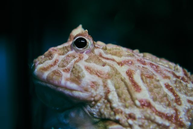 Ceratophrys cranwelli albino: broasca Pacman cu aspect spectaculos
